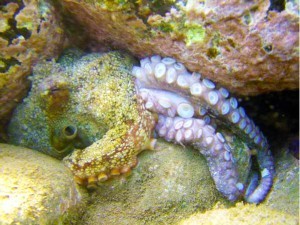 Taurito reef Octopus