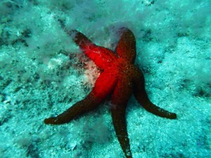 Red Canarian Starfish
